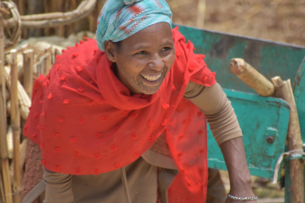 Kidane Mengistu is much happier with the threshing service she gets from the service provider. (Photo: Simret Yasabu/CIMMYT)