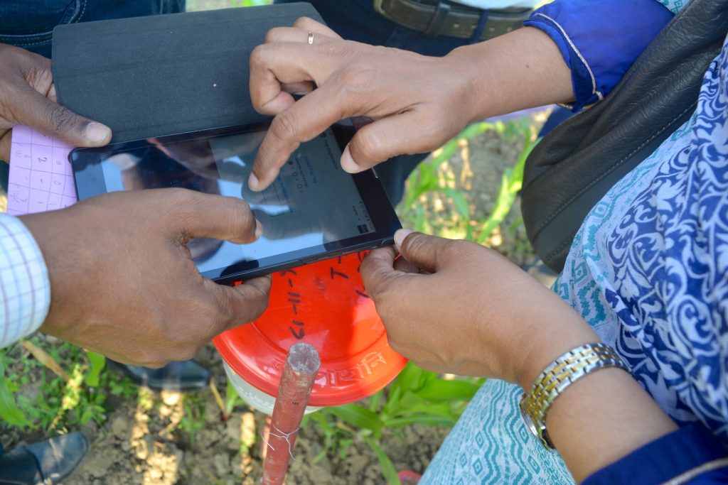 Participants of the Fighting Back Against Fall Armyworm trainings learning to collect field data through the Fall Armyworm Monitor web app in a farmer's field in Chauadanga, Bangladesh. (Photo: Uttam Kumar/CIMMYT)