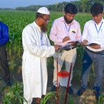 Participants of the Fighting Back Against Fall Armyworm trainings learning to collect field data through the Fall Armyworm Monitor web app in a farmer's field in Chauadanga, Bangladesh. (Photo: Uttam Kumar/CIMMYT)