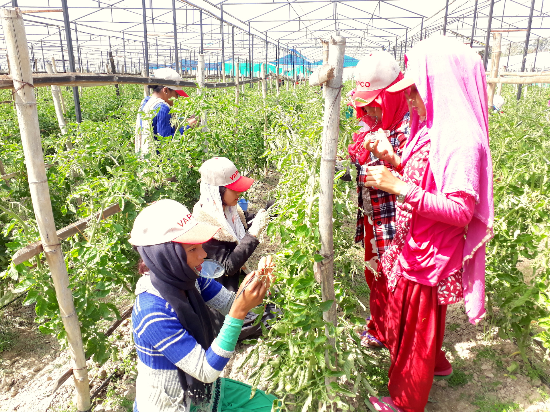 Seed company workers emasculating and crossing hybrid tomato seeds. (Photo: Hari Shrestha/CIMMYT)