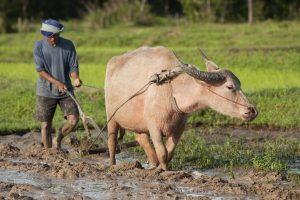 A farmer ploughs a rice field with a water buffalo. (Photo: Licensed from Digitalpress - Dreamstime.com; Image 11205929)