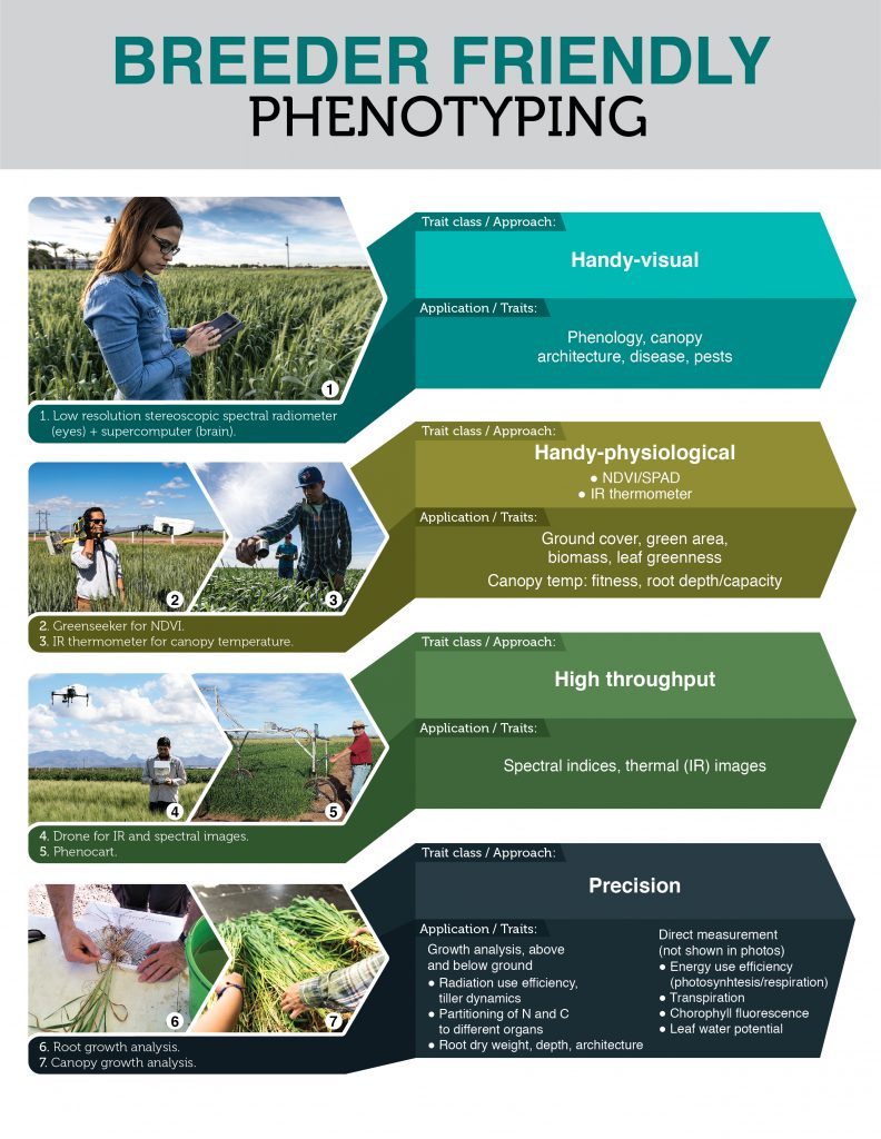 Examples of different classes and applications of breeder friendly phenotyping. (Image: M. Reynolds et al.)