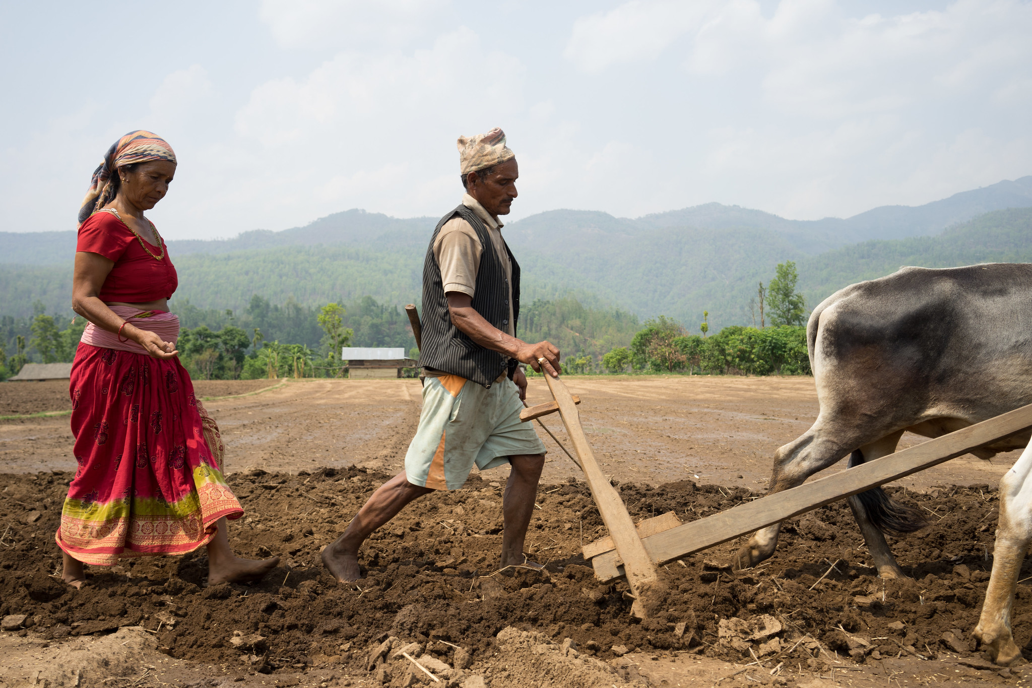 Farmer Bikram Daugi (right) ploughs with his oxen as Dhansa Bhandari walks behind sowing maize seed in Ramghat, Surkhet, Nepal. (Photo: P. Lowe/CIMMYT)