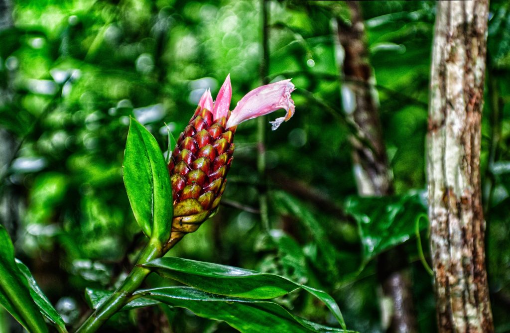 The Unamat forest in Puerto Maldonado, Madre de Dios department, Peru. (Photo: Marco Simola/CIFOR)