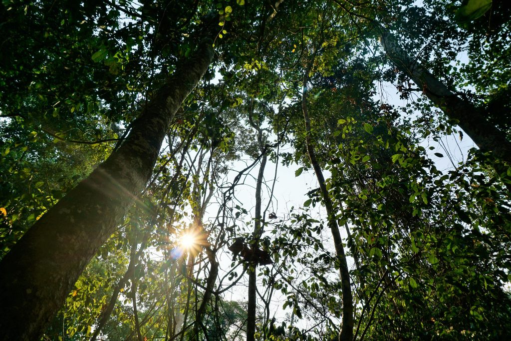 Forests in the land of the Ese'eja Native Community of Infierno, in Peru's Madre de Dios department. (Photo: Yoly Gutierrez/CIFOR)