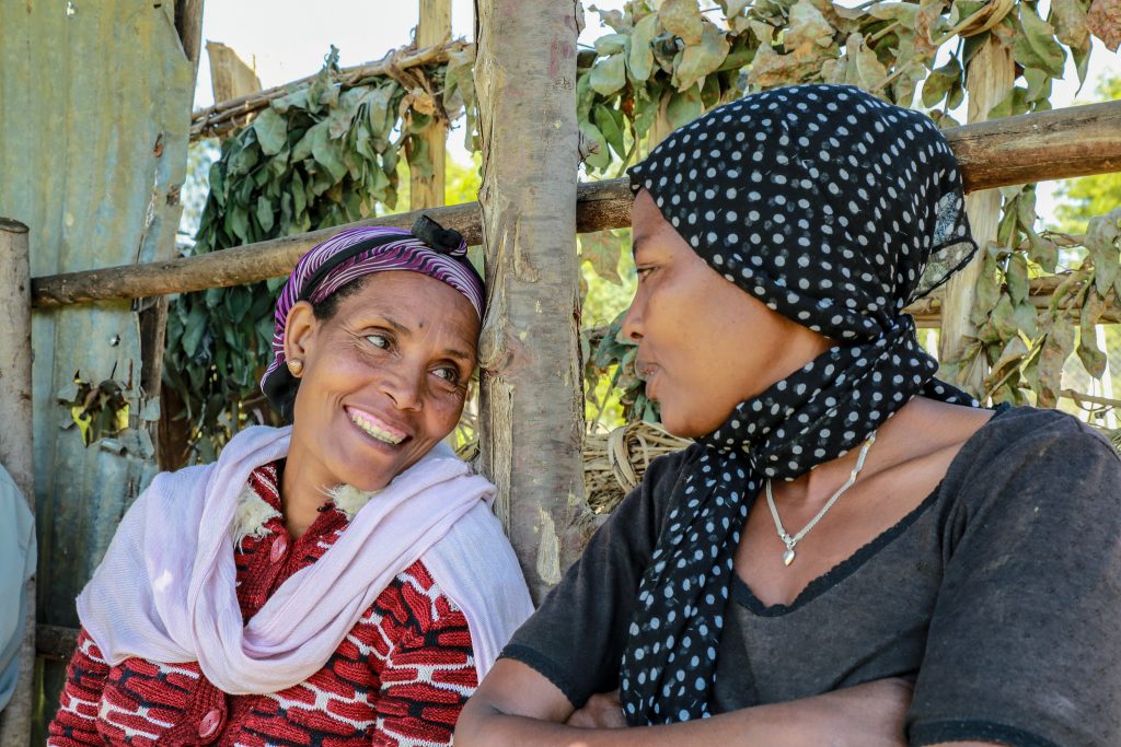 Amarech Desta (left) is the chairwoman of Tembo Awtena, a womens’ seed producer association in the Angacha district of Ethiopia’s Southern Nations, Nationalities, and Peoples’ Region (SNNP). As part of the Wheat Seed Scaling project, the group received early-generation seed and a seed thresher from CIMMYT. “In 2016 we sold more than $7,400 worth of seed,” Desta said. “Our success attracted 30 additional women farmers in 2017, bringing the total membership to 133.” (Photo: Apollo Habtamu/CIMMYT)