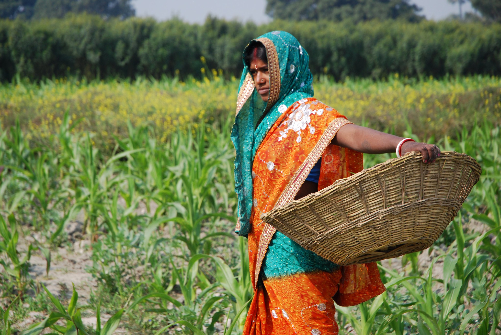 Un agricultor desyerba un campo de maíz en Pusa, estado de Bihar, India. (Foto: M. DeFreese/CIMMYT)