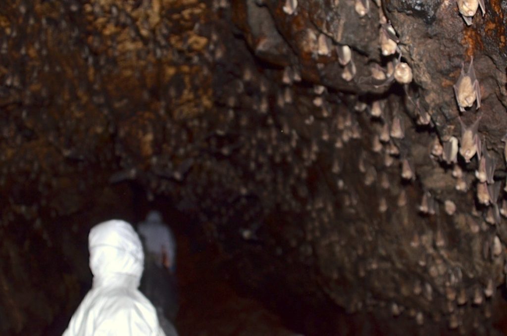 Researchers in Zimbabwe enter the cave dwelling of insectivorous bats (Hipposideros caffer) to conduct fecal sampling for viral research. (Photo: Florian Liégeois/IRD)