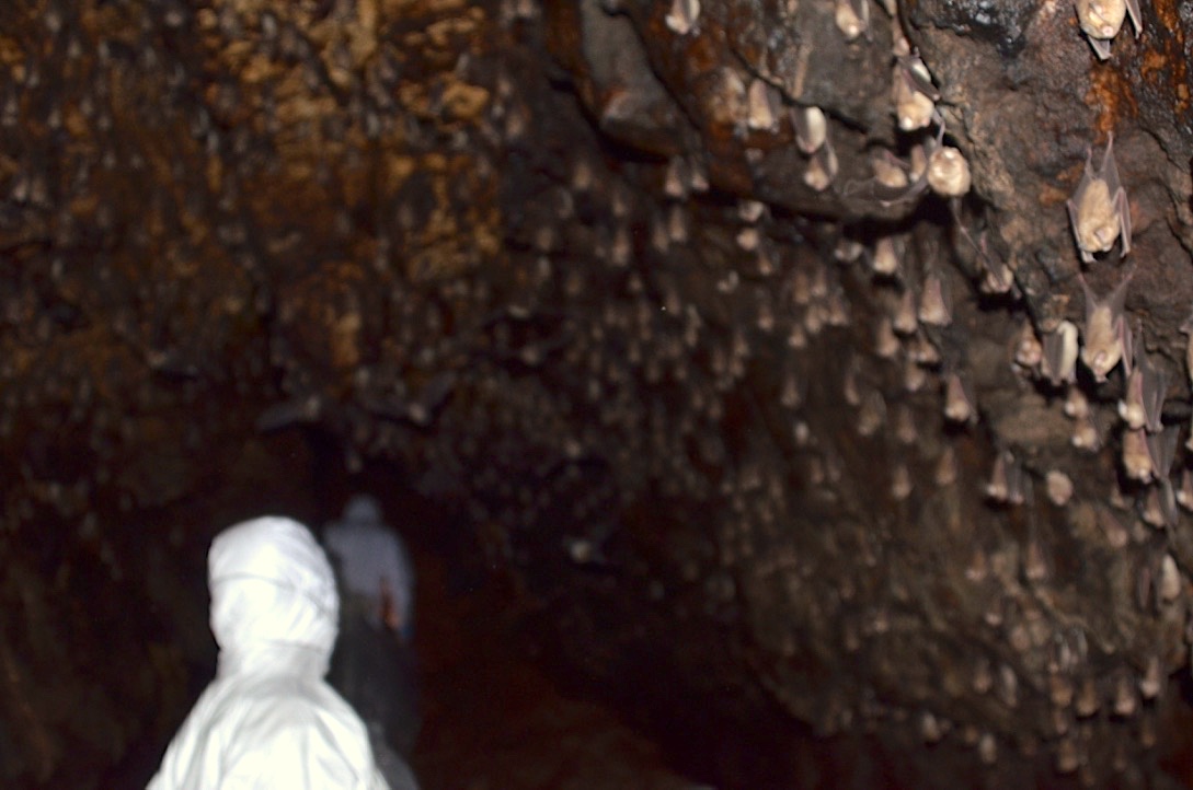 Researchers in Zimbabwe enter the cave dwelling of insectivorous bats (Hipposideros caffer) to conduct fecal sampling for viral research. (Photo: Florian Liégeois/IRD)