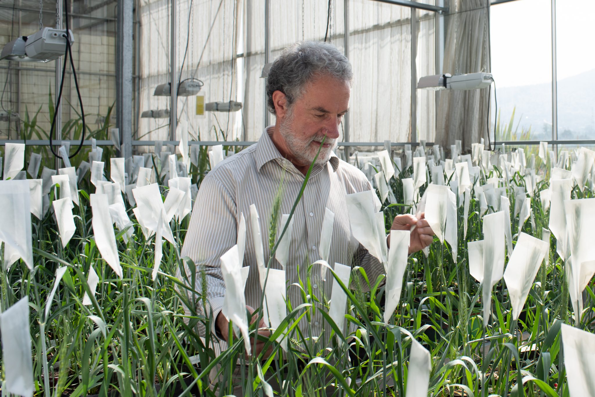 Hans Braun, Director of the Global Wheat Program at the International Maize and Wheat Improvement Center (CIMMYT), inspects wheat plants in the greenhouses. (Photo: Alfonso Cortés/CIMMYT)