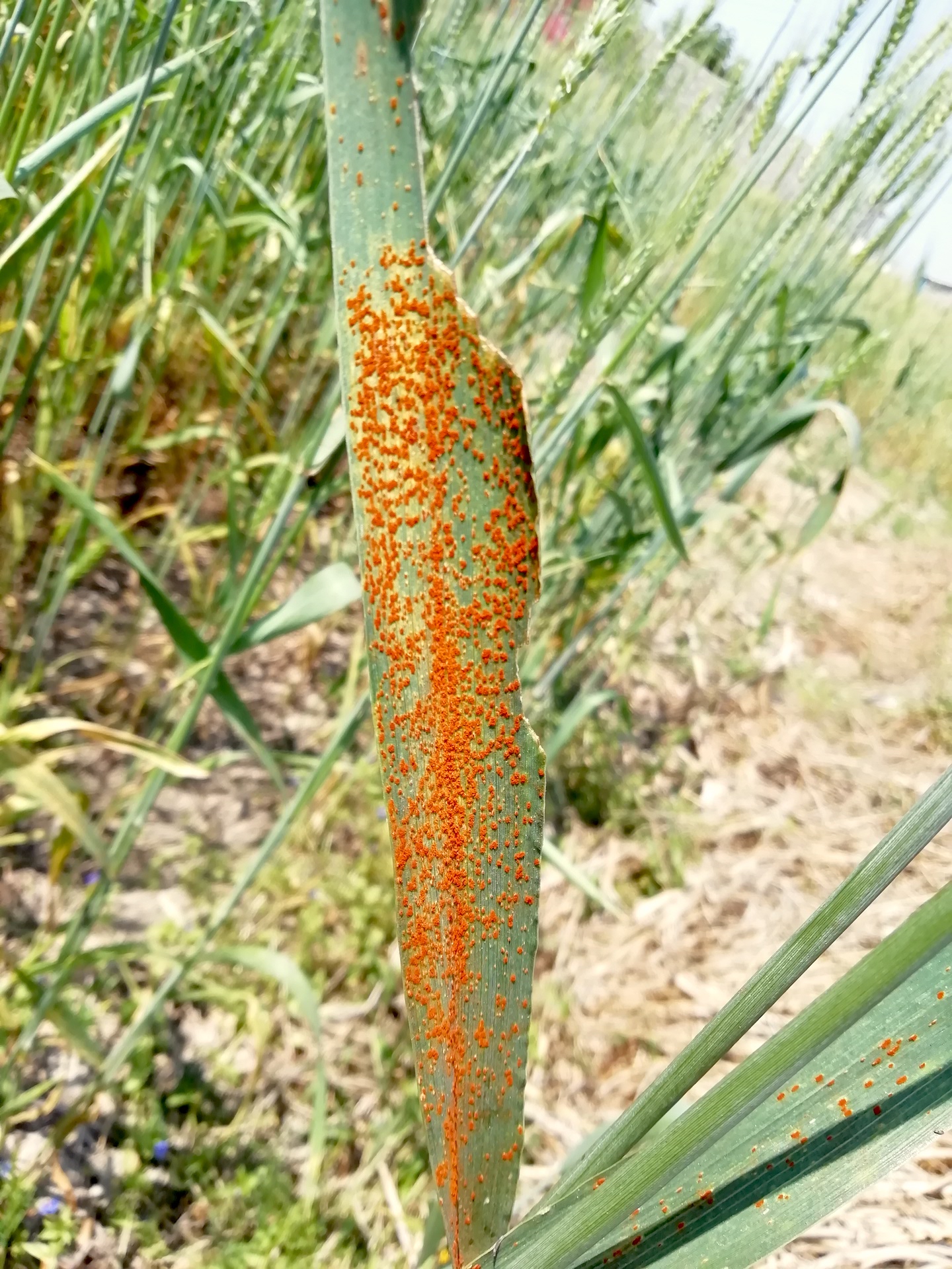 Wheat leaf rust can be spotted on a wheat plant of a highly susceptible variety in Nepal. The symptoms of wheat rust are dusty, reddish-orange to reddish-brown fruiting bodies that appear on the leaf surface. These lesions produce numerous spores, which are spread by wind and splashing water. (Photo: D Hodson/CIMMYT)