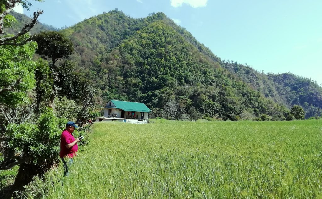 CIMMYT consultant Madan Bhatta conducts field surveys using Open Data Kit (ODK) in the mid-hills of Nepal. (Photo: D. Hodson/CIMMYT)