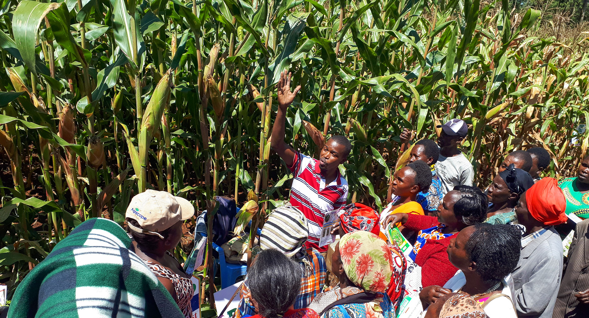 A seed company representative explains to farmers the merits of the variety on this plot. (Photo: Joshua Masinde/CIMMYT)