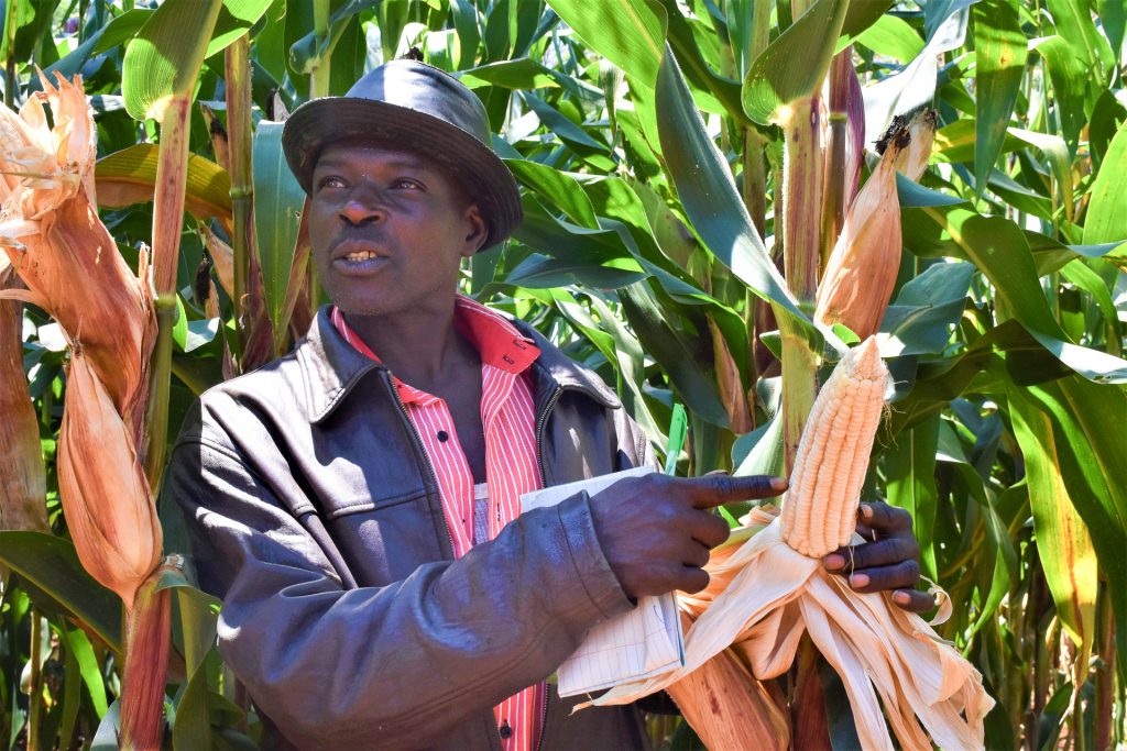 John Njiru on a demo plot of the variety he liked. (Photo: Joshua Masinde/CIMMYT)