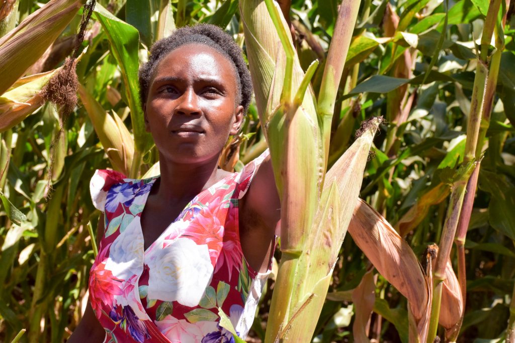 Nancy Wawira examines maize in one of the demo plots. (Photo: Joshua Masinde/CIMMYT)