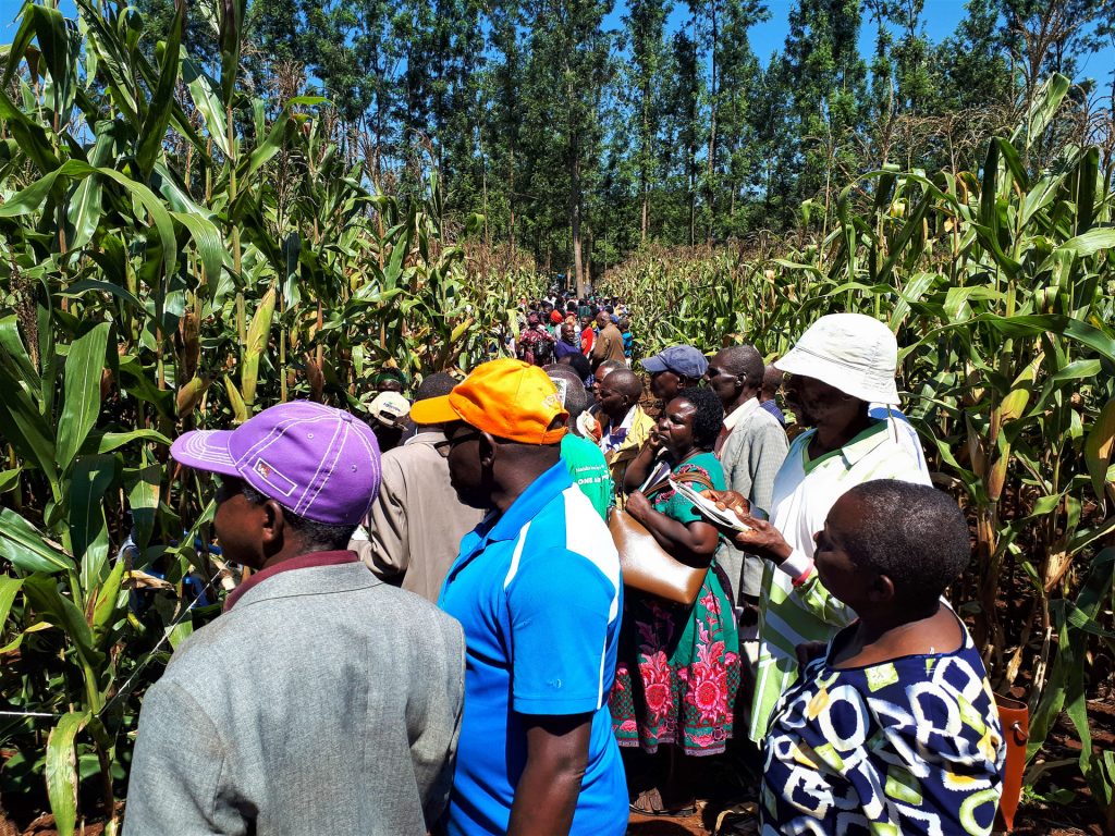 Some of the farmers who participated in the field day in Embu County, Kenya. (Photo: Joshua Masinde/CIMMYT)