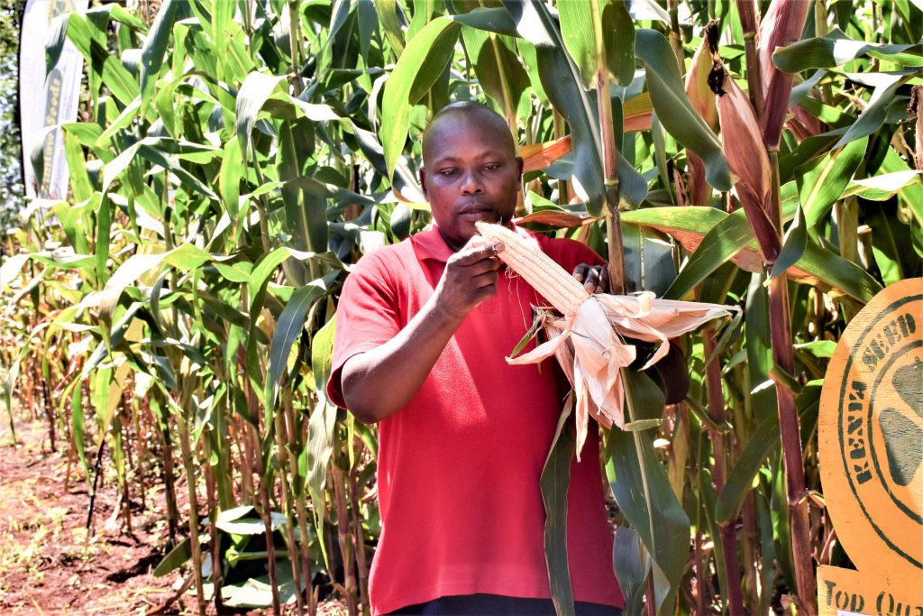 STAK chief executive officer Duncan Ochieng' examines a maize cob in one of the demo plots. (Photo: Joshua Masinde/CIMMYT)