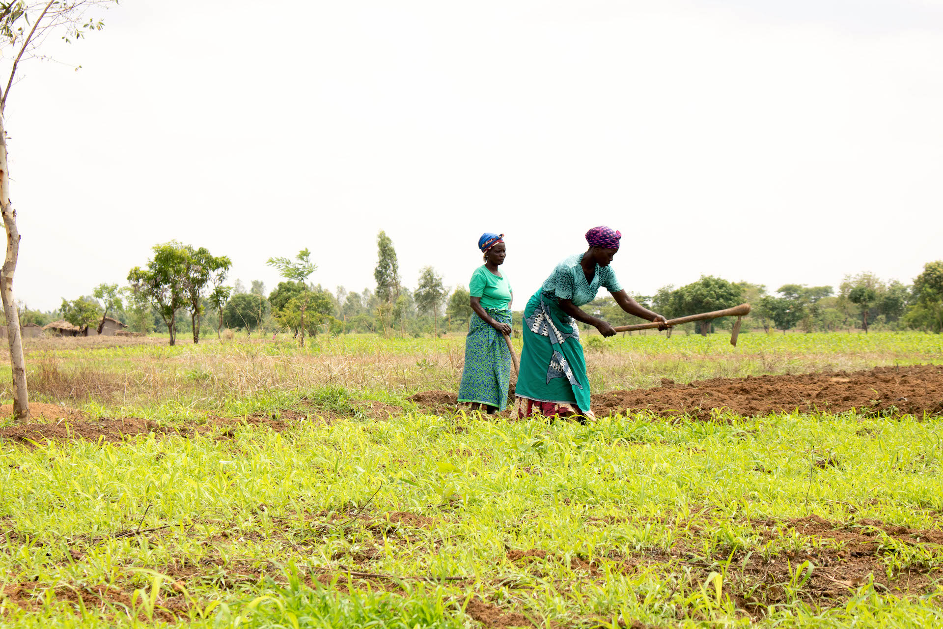 Farmers at the field school in Msambafumu, Malawi, begin preparing the soil for their next set of experiments. (Photo: Emma Orchardson/CIMMYT)