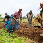 Farmers at the field school in Msambafumu, Malawi, begin preparing the soil for their next set of experiments. (Photo: Emma Orchardson/CIMMYT)