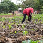 Matolino Zimba checks on the emerging maize crop, which has been covered in crop residue to conserve moisture, at the field school in Tiyese, Malawi. (Photo: Emma Orchardson/CIMMYT)