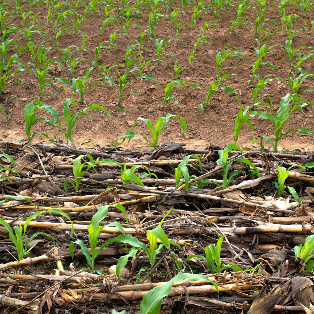 At the field school in Tiyese, Malawi, farmers are using two adjacent maize plots to compare the effects of leaving crop residue on their field. (Photo: Emma Orchardson/CIMMYT)