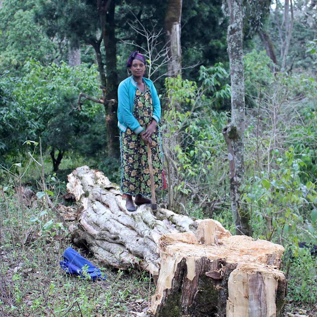 Smallholders clear forests for agriculture, but they also have an impact on forests through livestock grazing and fuelwood harvesting, as on this picture in Munesa forest, Ethiopia. (Photo: Frederic Baudron/CIMMYT)