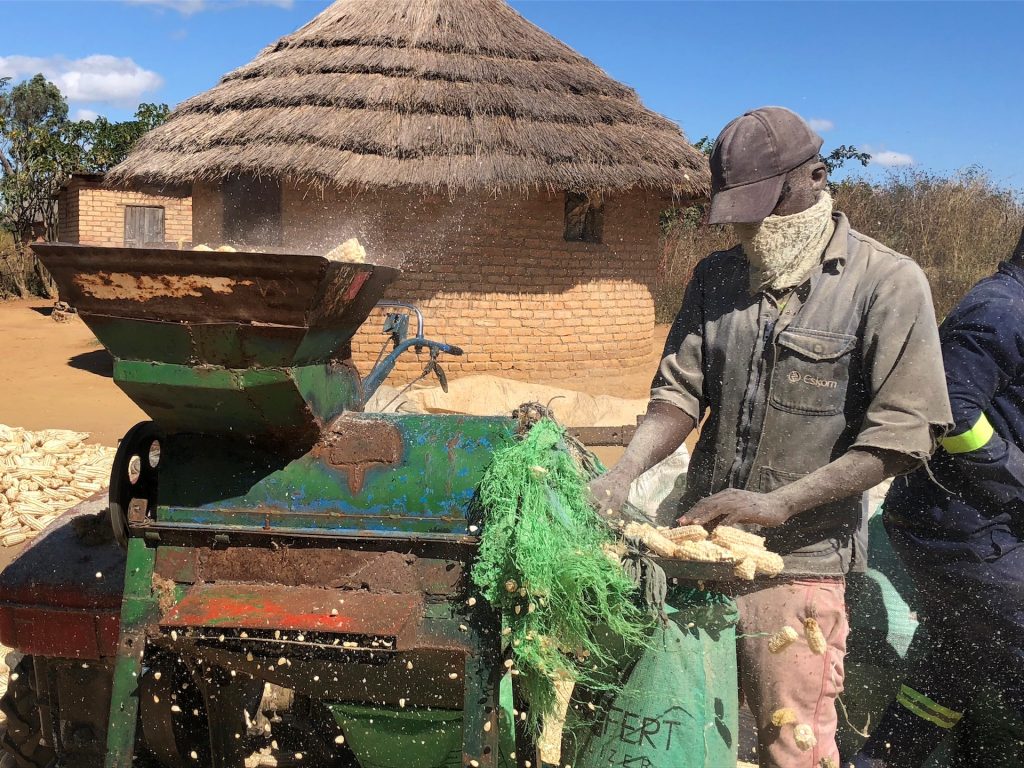 Masimba Mawire collects bare maize cobs after removing the grain using a mechanized maize sheller in Zimbabwe. (Photo: Matthew O’Leary/CIMMYT)