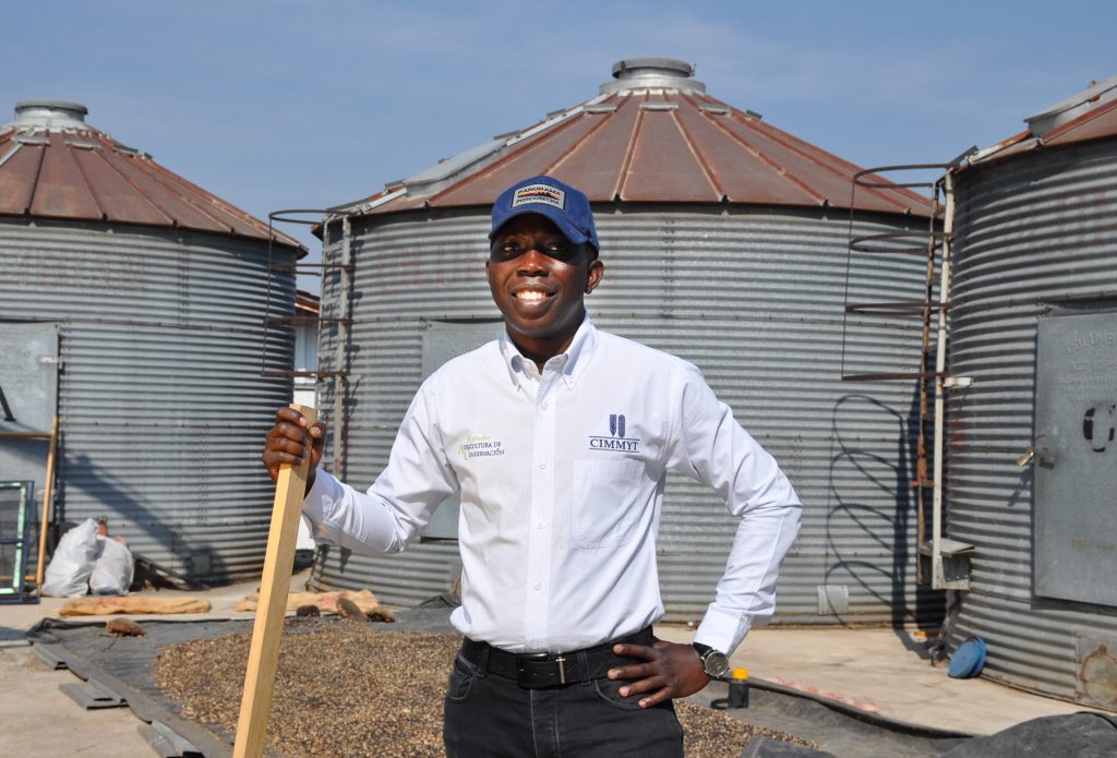“A lot of people think postharvest just means storage, but it actually encompasses everything from the moment of harvest and includes processes like drying, shelling, technical and economic activities,” Odjo explains. (Photo: Francisco Alarcón/CIMMYT)