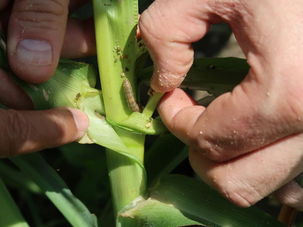 Fall armyworms are found on leaves in a maize field in Nepal. (Photo: Shailaja Thapa/CIMMYT)