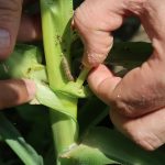 Fall armyworms are found on leaves in a maize field in Nepal. (Photo: Shailaja Thapa/CIMMYT)