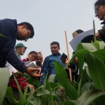 Participants in one of the trainings learn how to scout and collect data on fall armyworm in a maize field. (Photo: Bandana Pradhan/CIMMYT)
