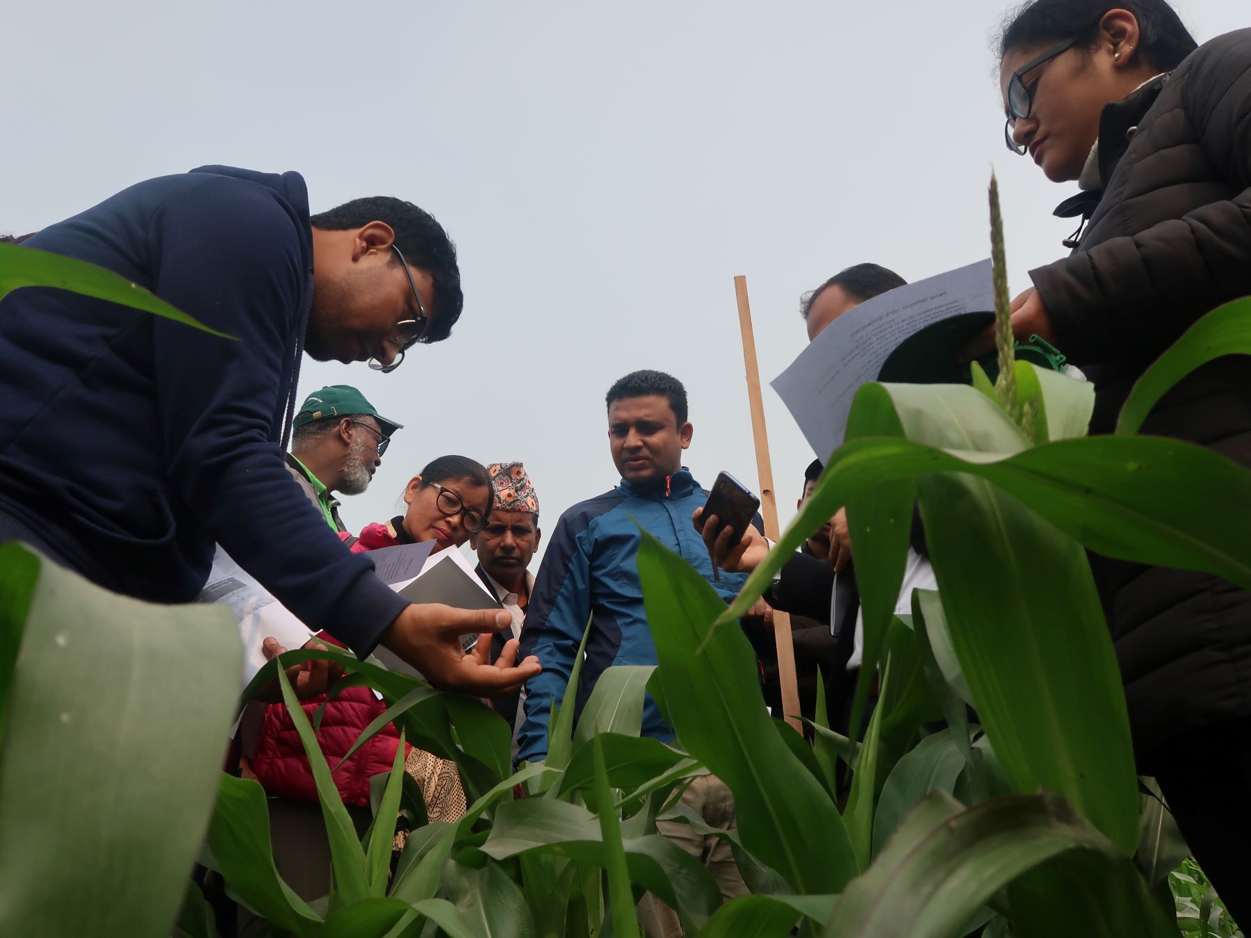 Participants in one of the trainings learn how to scout and collect data on fall armyworm in a maize field. (Photo: Bandana Pradhan/CIMMYT)