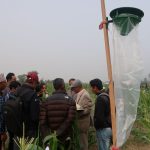 A pheromone trap is installed next to a maize field in Nepal. (Photo: Bandana Pradhan/CIMMYT)