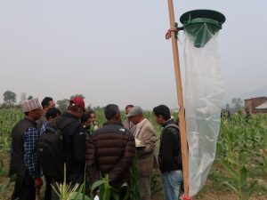 A pheromone trap is installed next to a maize field in Nepal. (Photo: Bandana Pradhan/CIMMYT)