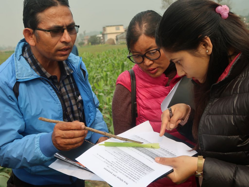 Training participants examine a fall armyworm on a maize leaf. (Photo: Bandana Pradhan/CIMMYT)