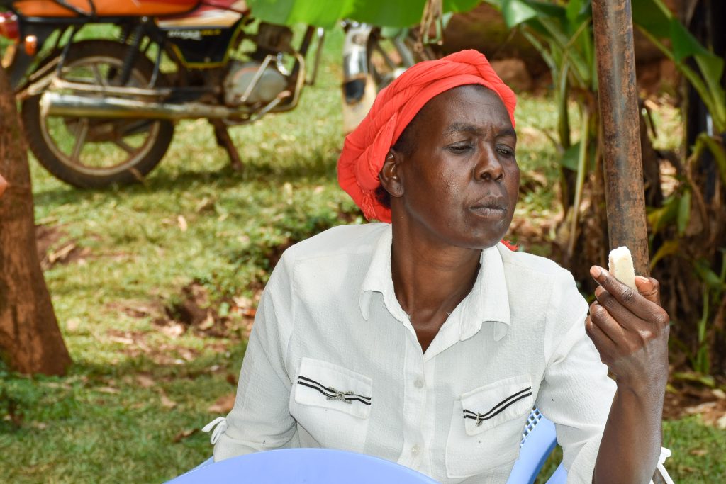 Participants were asked to rate the texture of different maize varieties, cooked as ugali, at a sensory evaluation in Kakamega County, Kenya. (Photo: Joshua Masinde/CIMMYT)