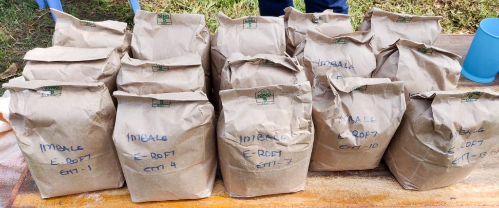 Bags of seeds with a diversity of maize varieties are displayed before being cooked at a sensory sensory evaluation in Kakamega County, Kenya. (Photo: Bernard Munyua/CIMMYT)