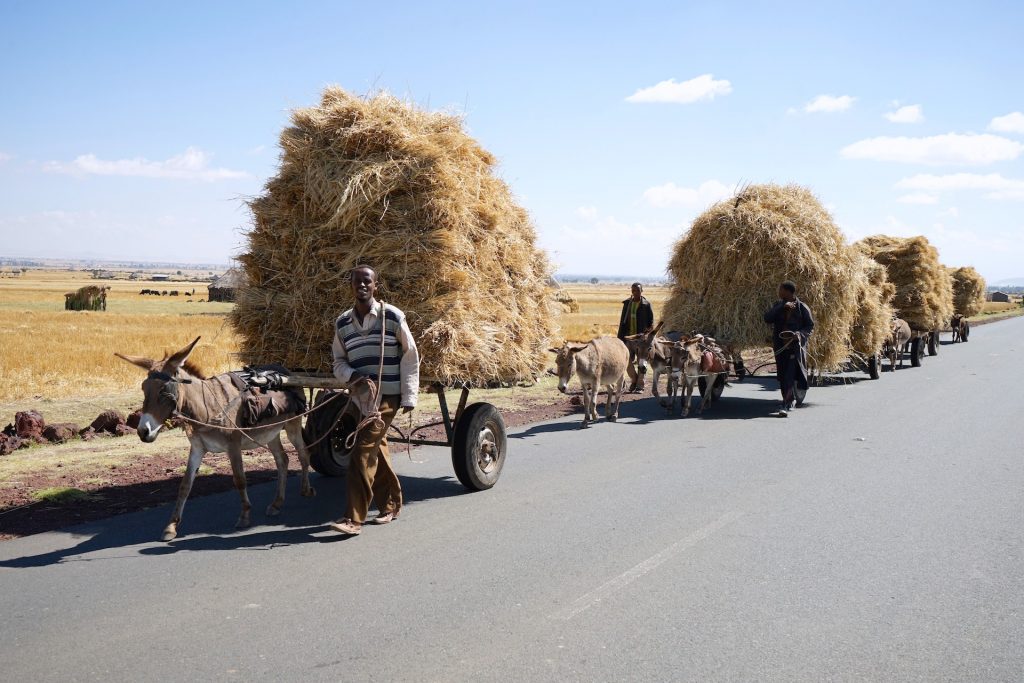 Men transport wheat straw on donkey karts in Ethiopia’s Dodula district. (Photo: Peter Lowe/CIMMYT)