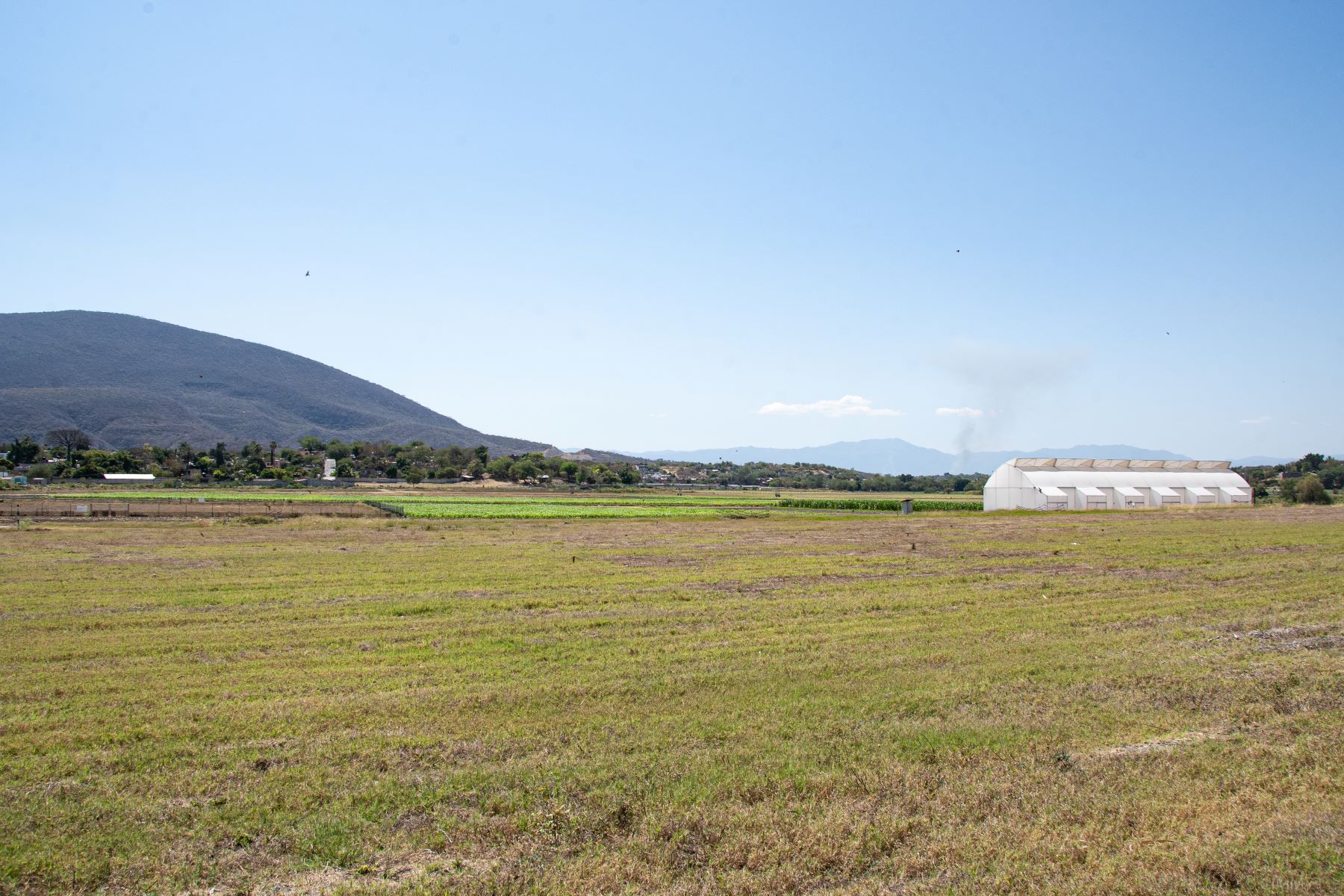 The newly inaugurated greenhouse at Tlaltizapán research station, in Mexico's state of Morelos. (Photo: Alfonso Cortés/CIMMYT)