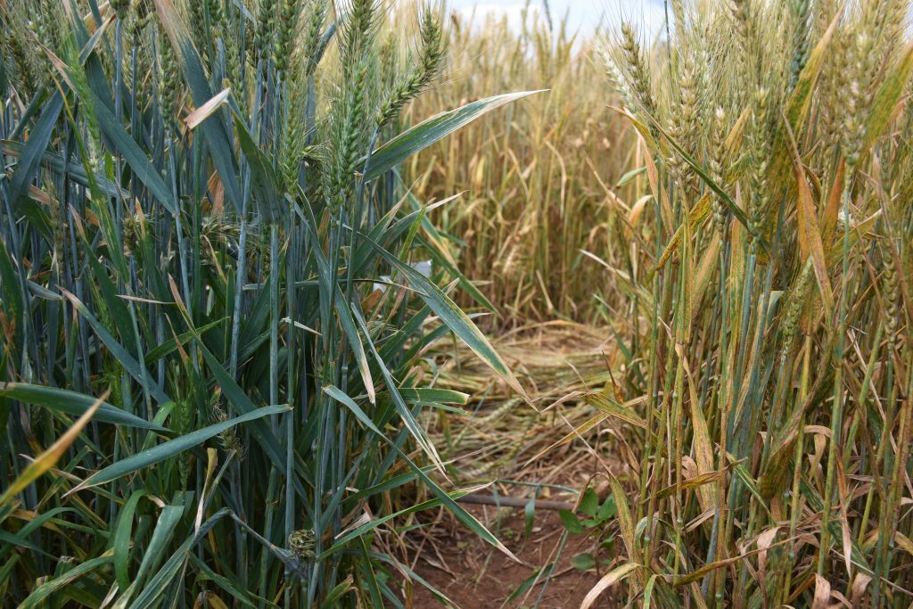 Stem rust resistant (left) and susceptible (right) wheat plants at the stem rust phenotyping facility in Njoro, Nakuru County in Kenya. (Photo: Joshua Masinde/CIMMYT)