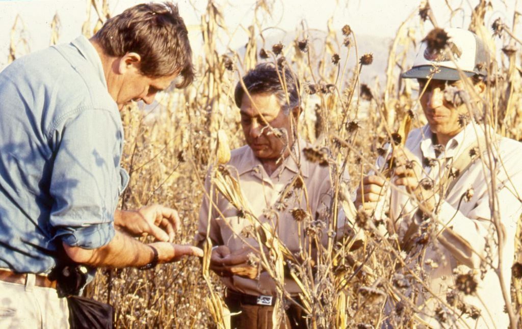 (From left to right) Garrison Wilkes, Angel Kato and Jesus Sanchez, study a teosinte population in Los Reyes, near Texcoco, Mexico, in 1992. (Photo: Mike Listman/CIMMYT)
