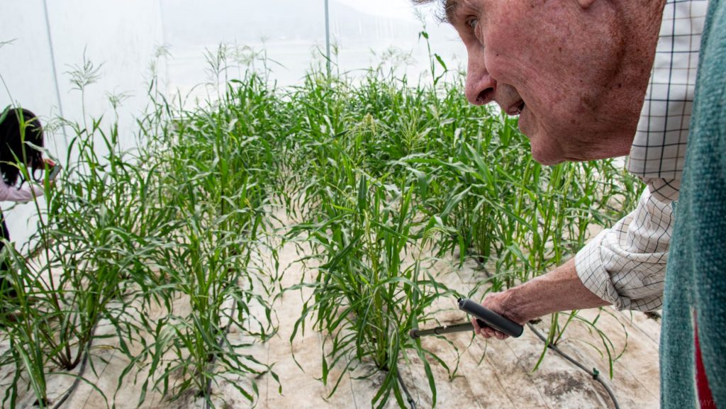 Garrison Wilkes describes characteristic features of the teosinte grown in the greenhouse. (Photo: Alfonso Cortés/CIMMYT)