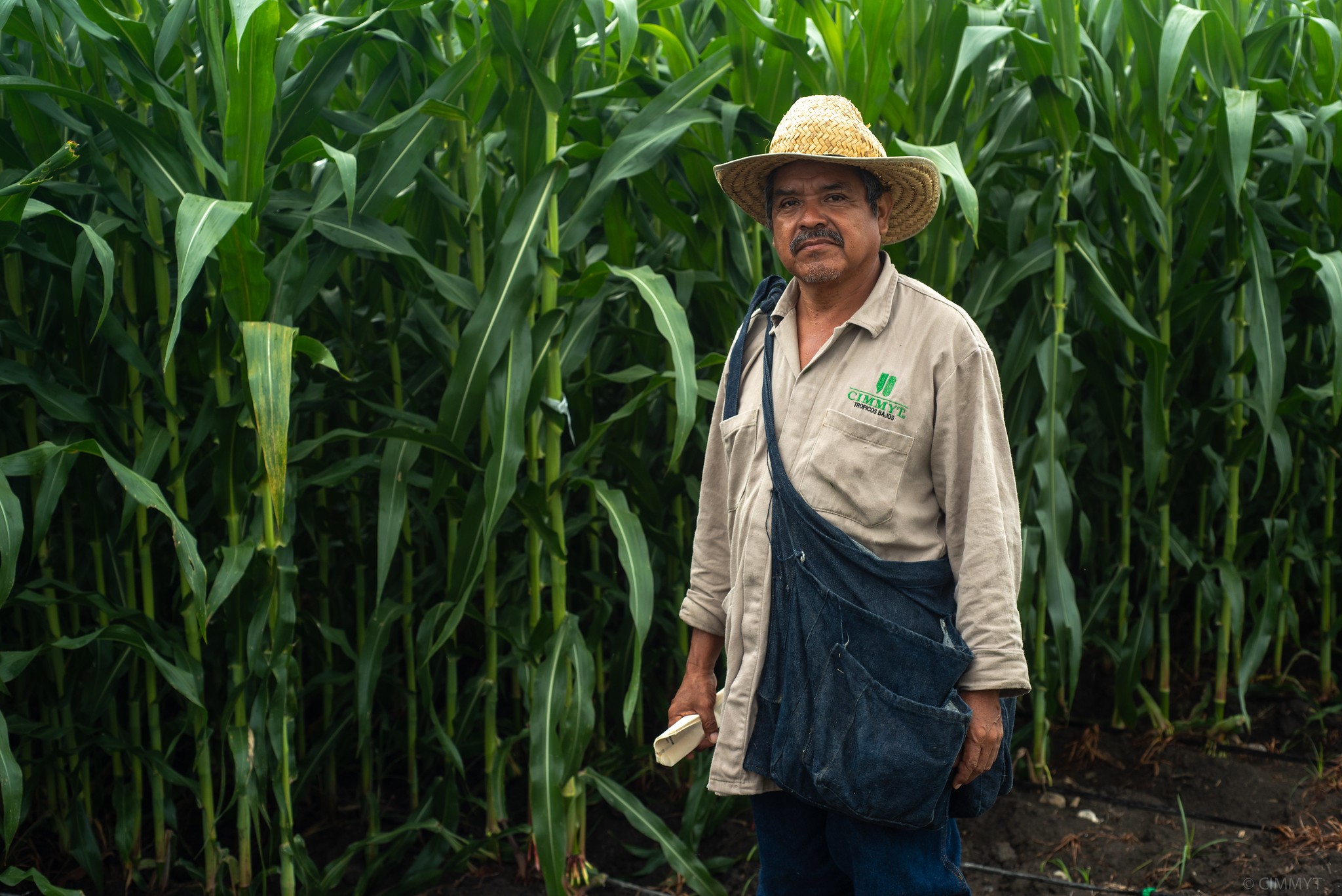 Field worker bagging maize ears at CIMMYT’s Agua Fría experimental station. (Photo: CIMMYT/Alfonso Cortés)