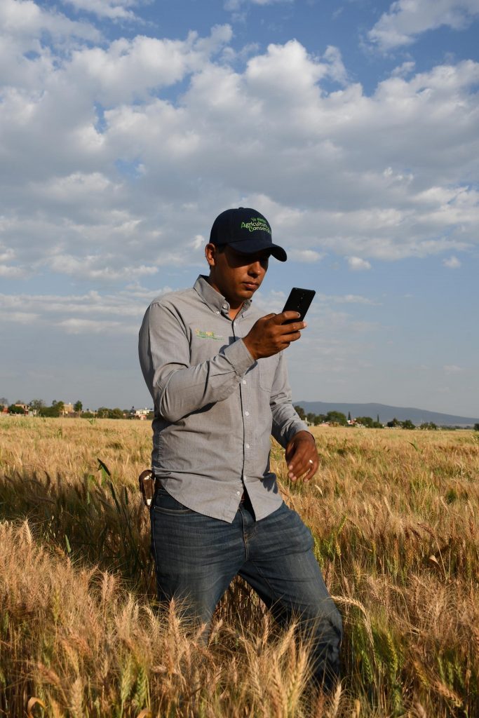 A farmer in Mexico uses the AgroTutor application in the field. (Photo: Francisco Alarcón/CIMMYT)