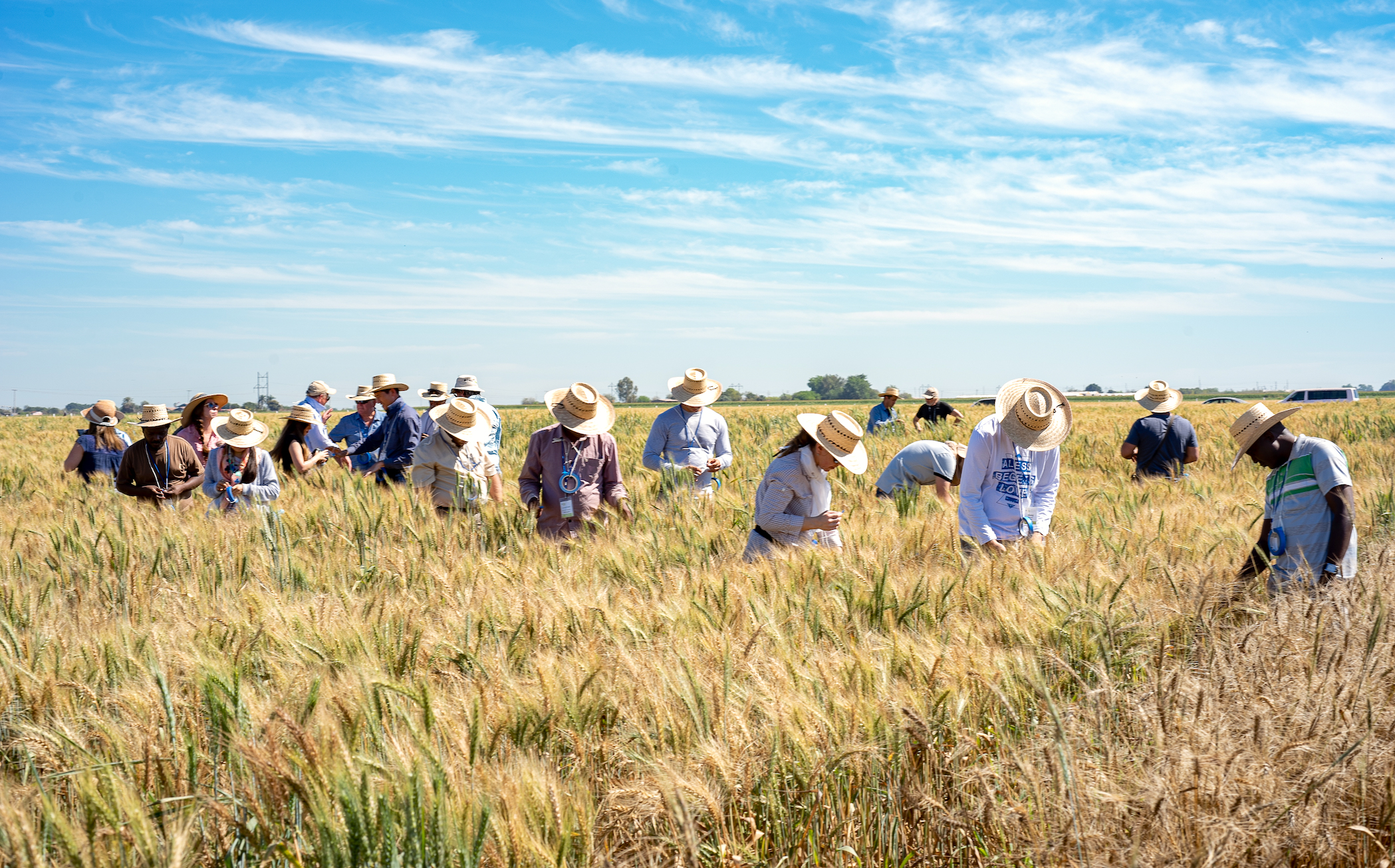 Background image for CIMMYT