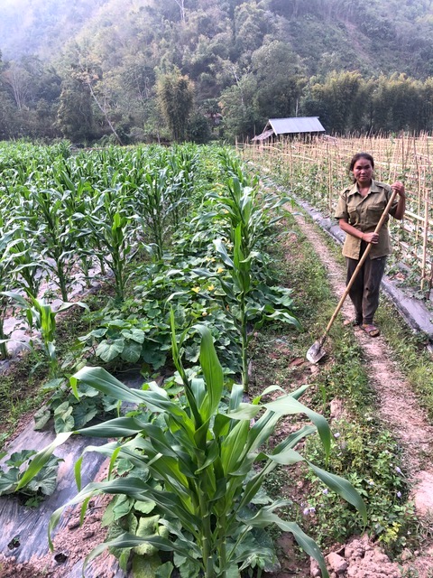 A woman in Oudomxhai, Laos, stands in her maize field damaged by fall armyworm. (Photo: H. Weyerhaeuser/CIMMYT)