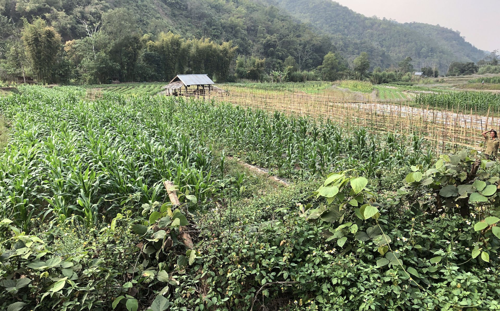Traditional mixed maize farming system in northern Laos. (Photo: H. Weyerhaeuser/CIMMYT)