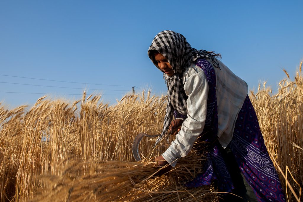 A wheat farmer in India. (Photo: J. Cumes/CIMMYT)
