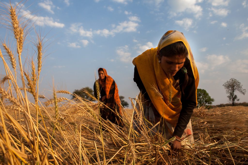 Women harvest wheat in India. (Photo: J. Cumes/CIMMYT)