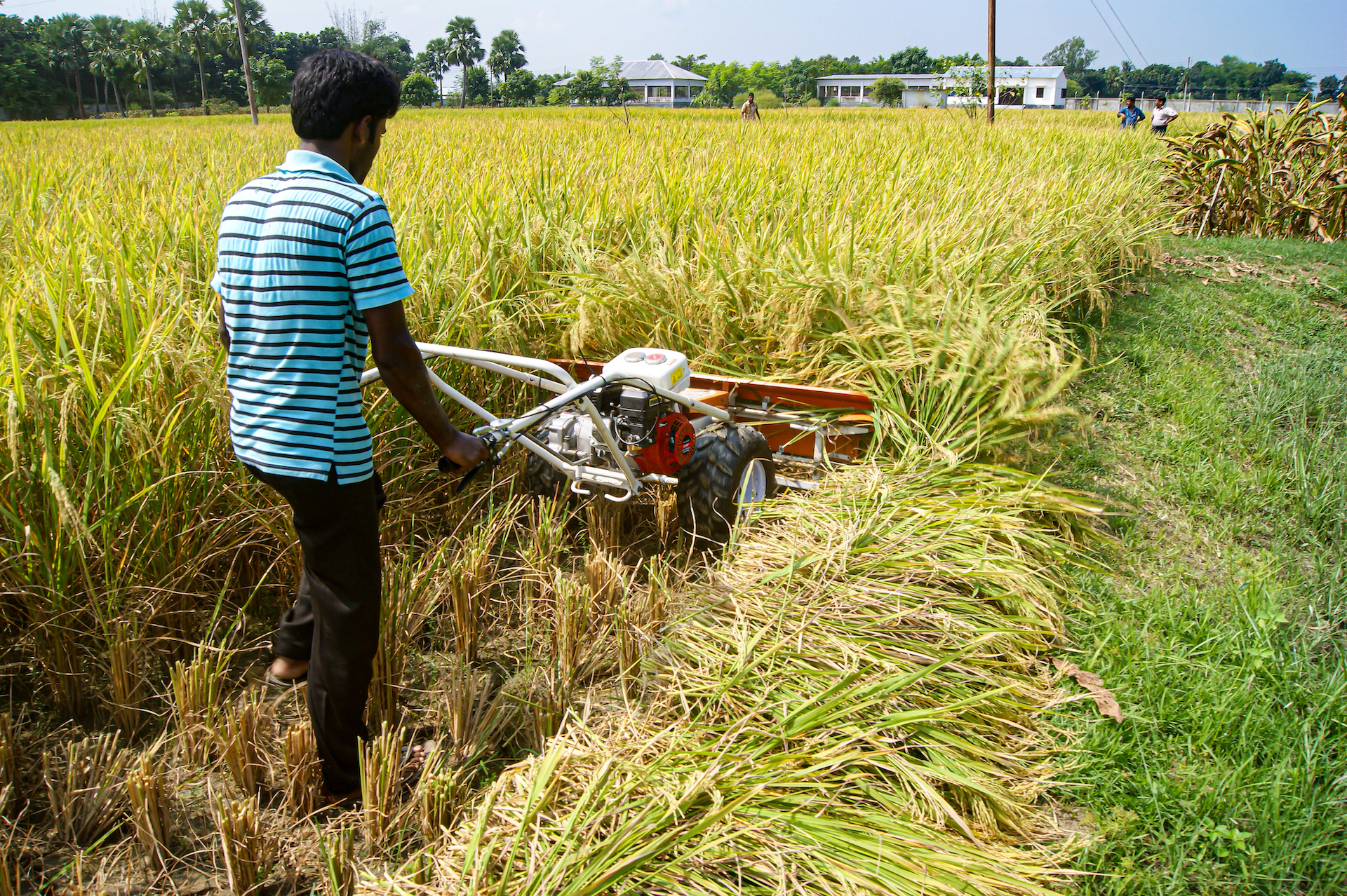 An operator demonstrates the use of a reaper in Bangladesh. (Photo: CIMMYT)